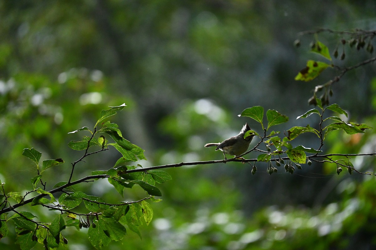 Taiwan Yuhina - ML644045868