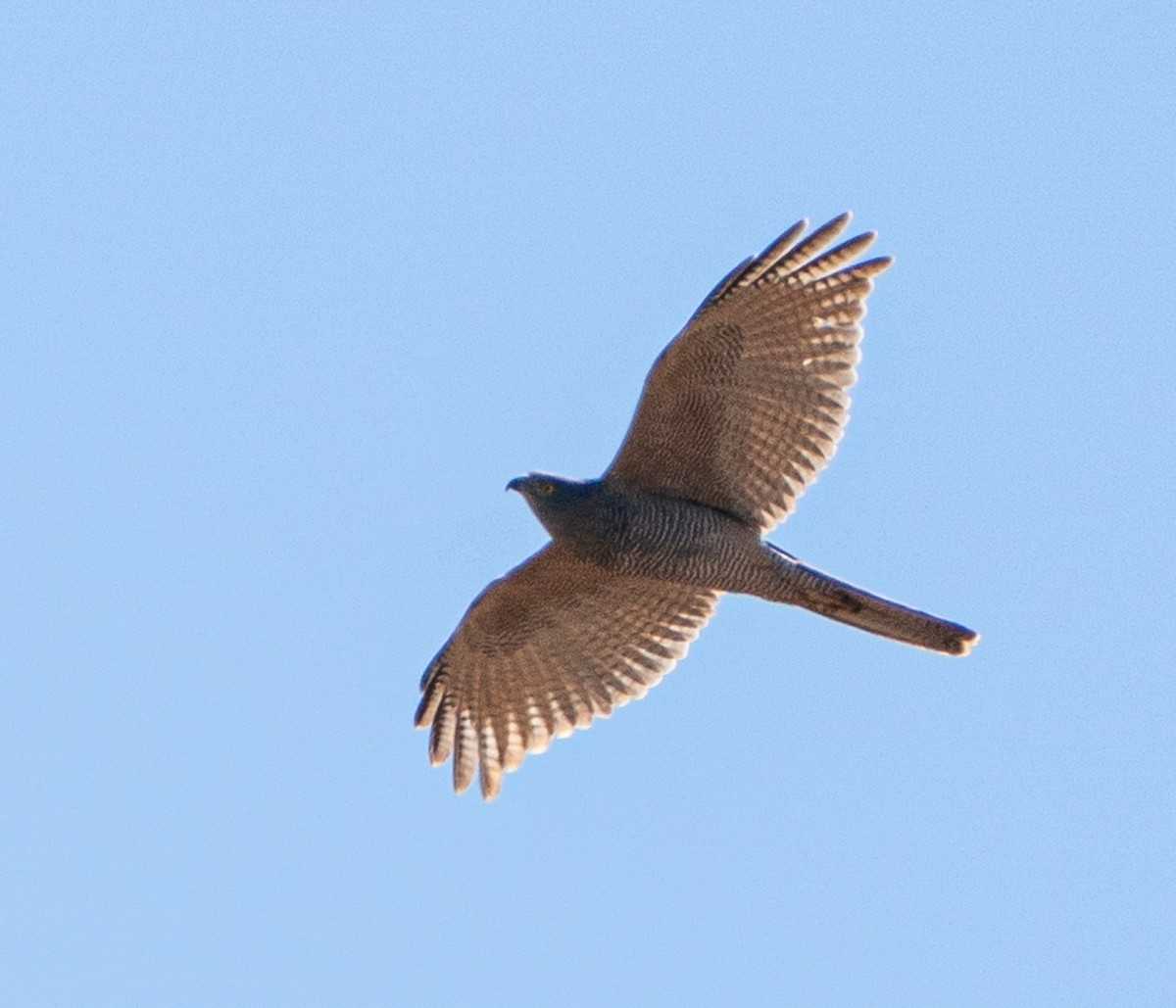Épervier à collier roux - ML644045870