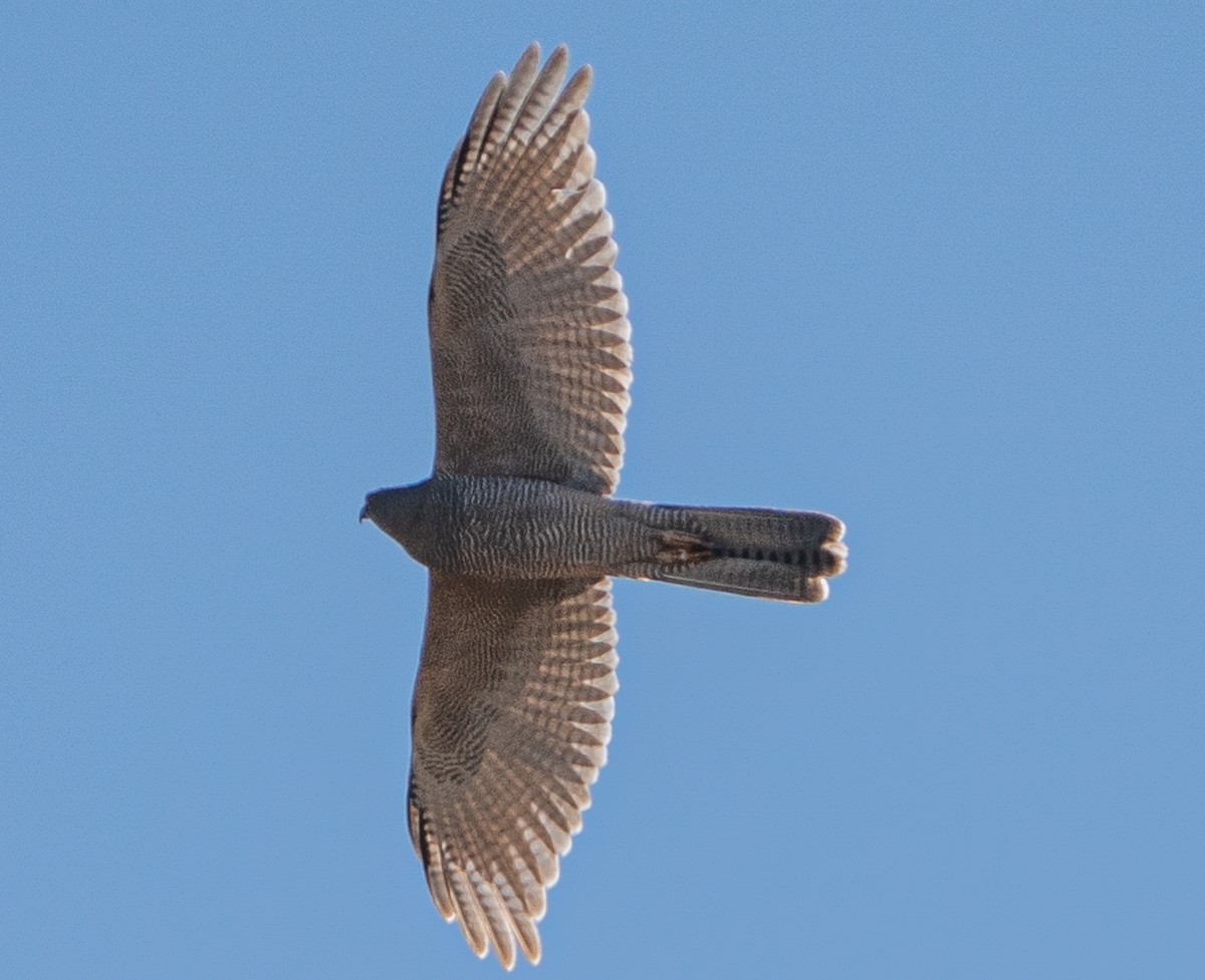 Épervier à collier roux - ML644045871