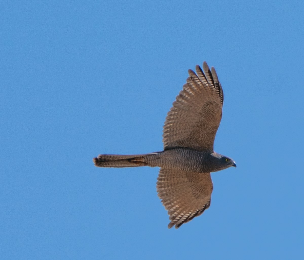 Épervier à collier roux - ML644045872