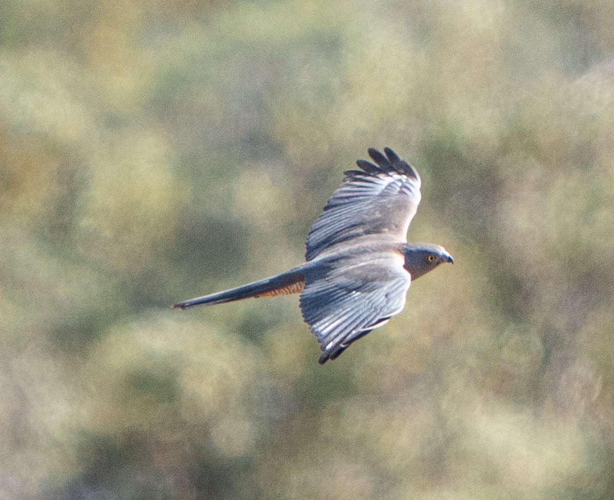 Épervier à collier roux - ML644045873