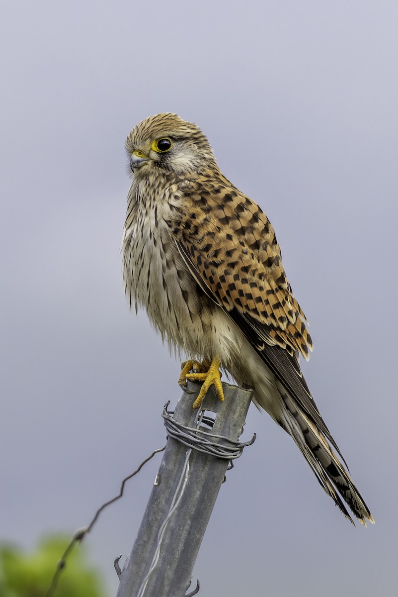 poštolka obecná - ML644045874