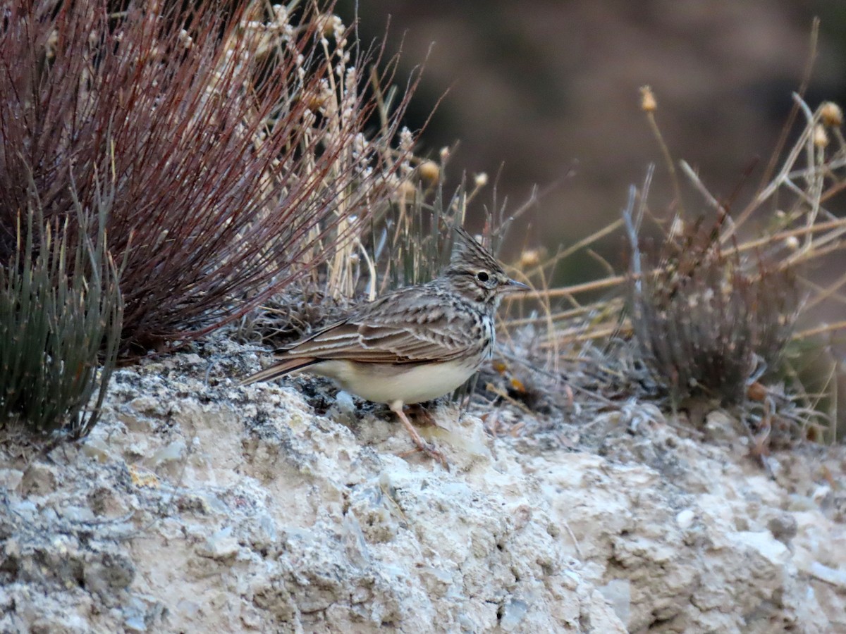 Thekla's Lark - ML644045876