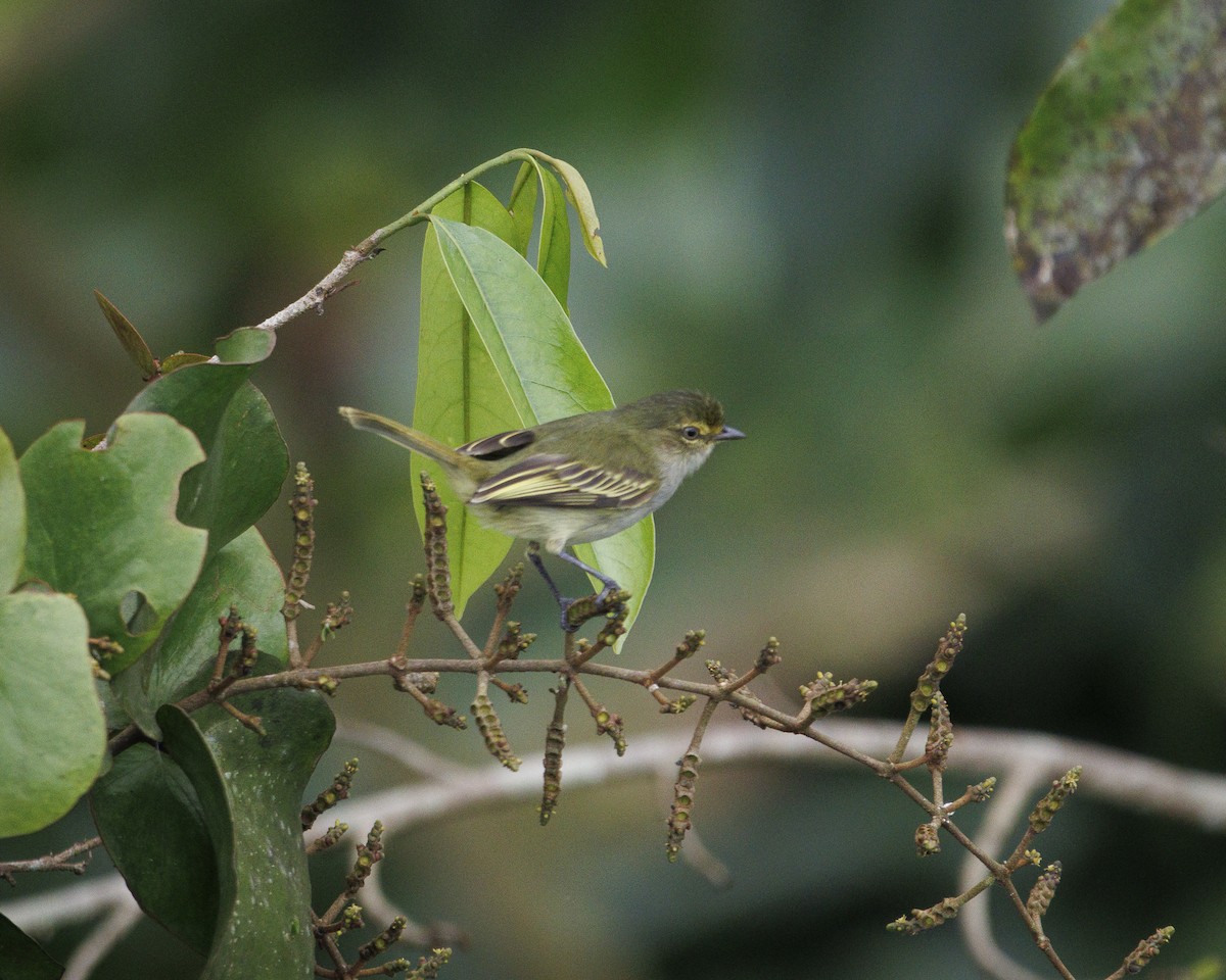 Choco Tyrannulet - ML644045907