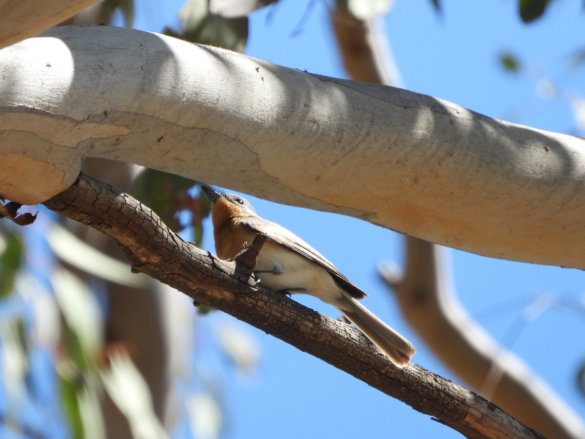 Leaden Flycatcher - ML644045911