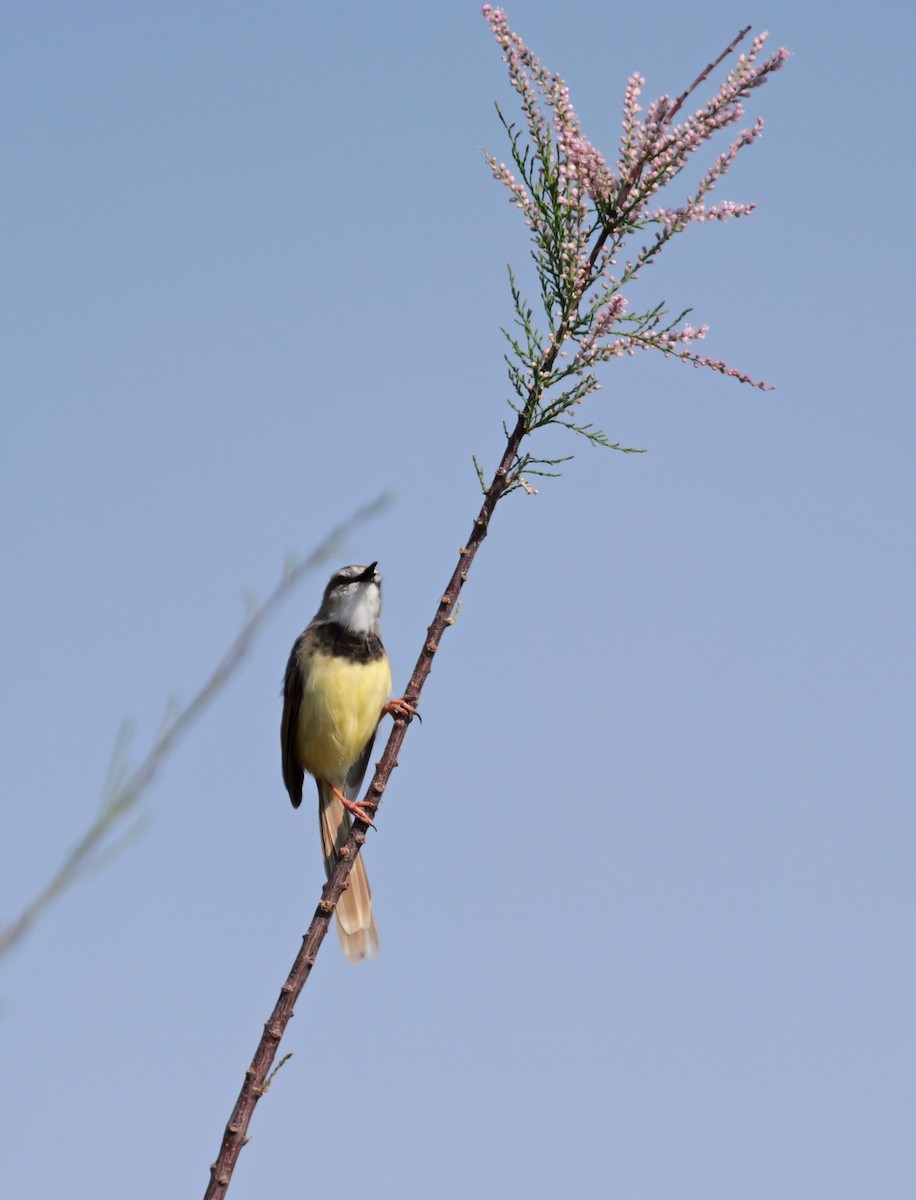 svartbrystprinia - ML644045915