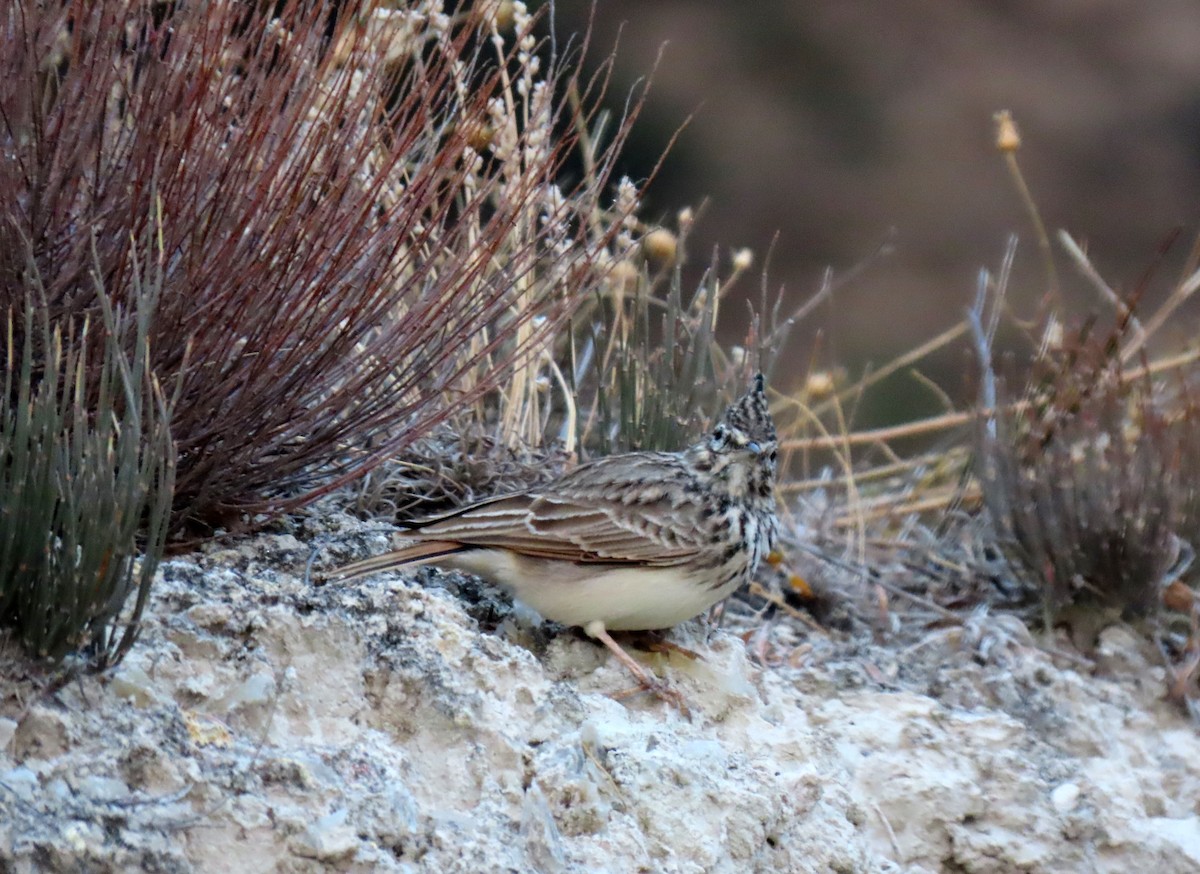 Thekla's Lark - ML644045921