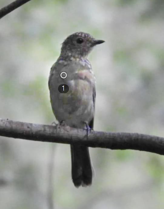 Taiwan Vivid Niltava - ML644045956