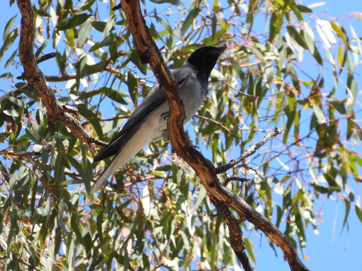 Black-faced Cuckooshrike - ML644045964