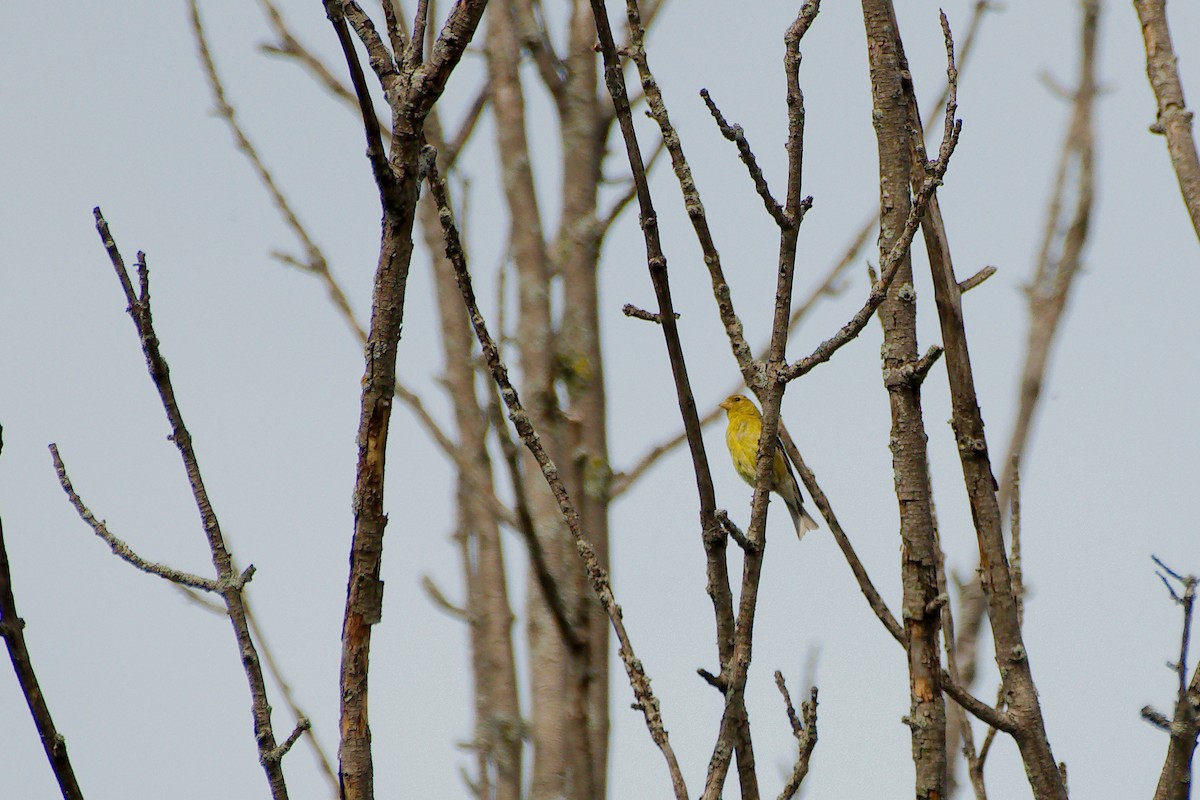 American Goldfinch - ML644045977