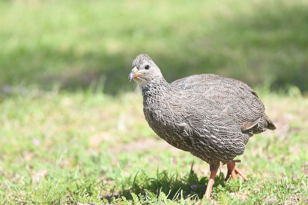 Cape Spurfowl - ML644045978