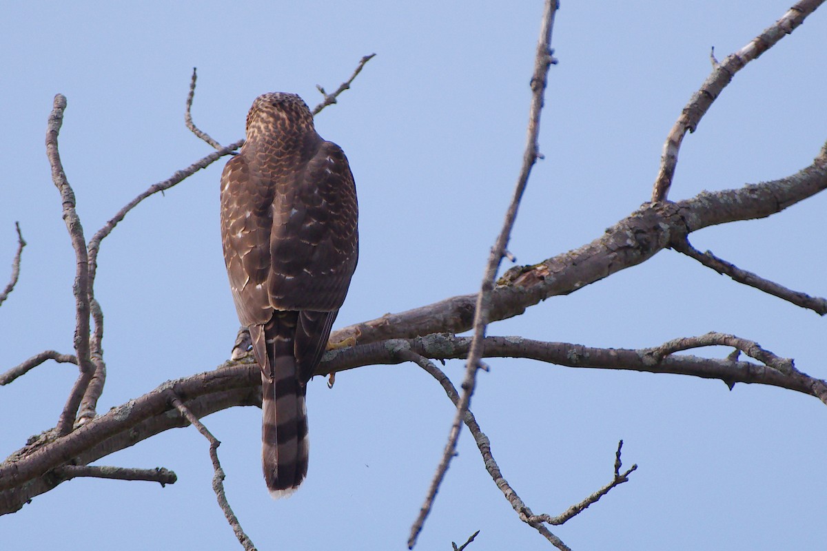Cooper's Hawk - ML644045992