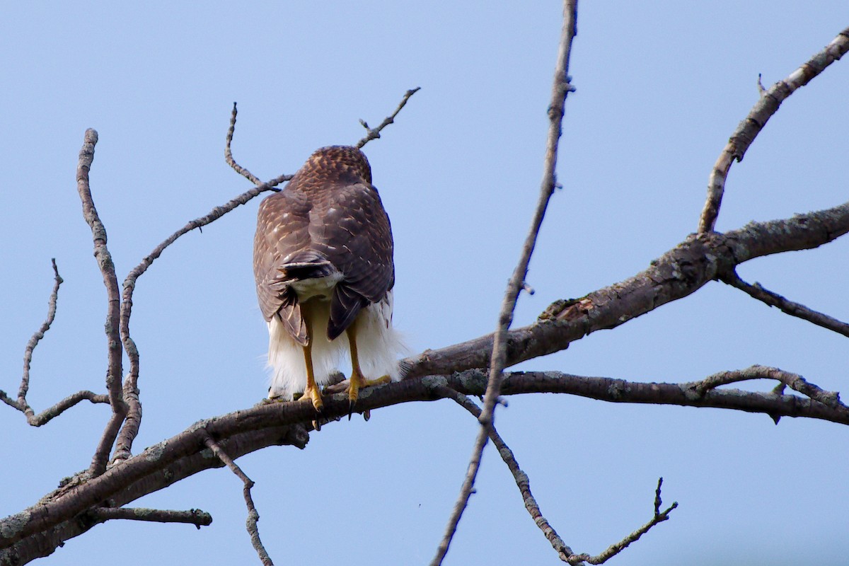 Cooper's Hawk - ML644045993