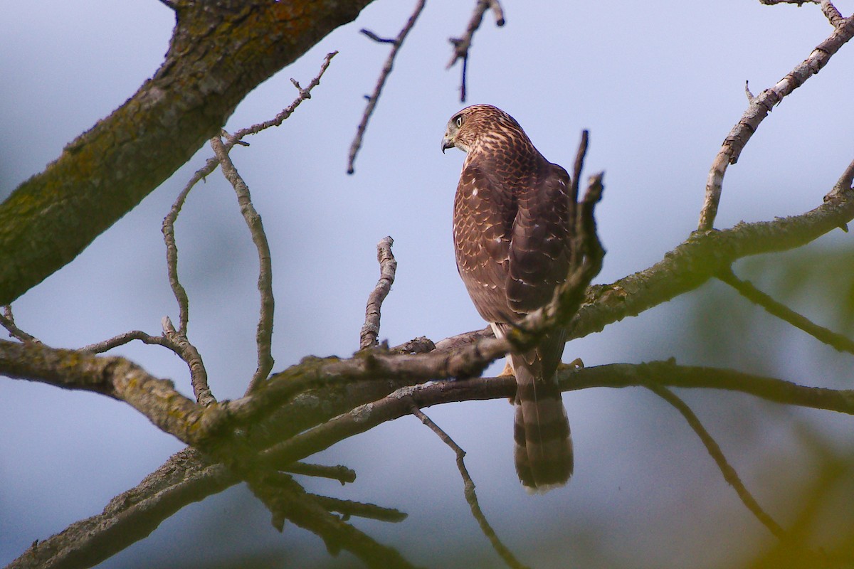Cooper's Hawk - ML644045994