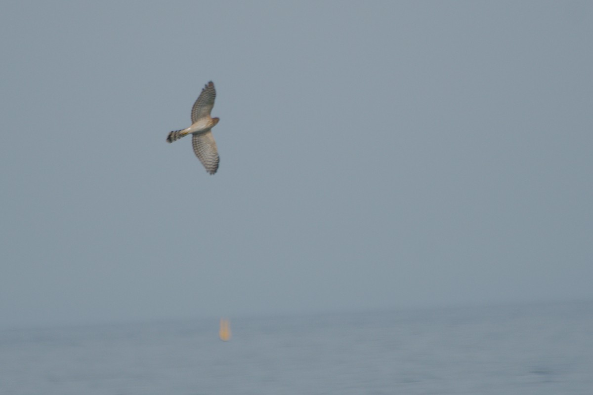 Cooper's Hawk - ML644045995