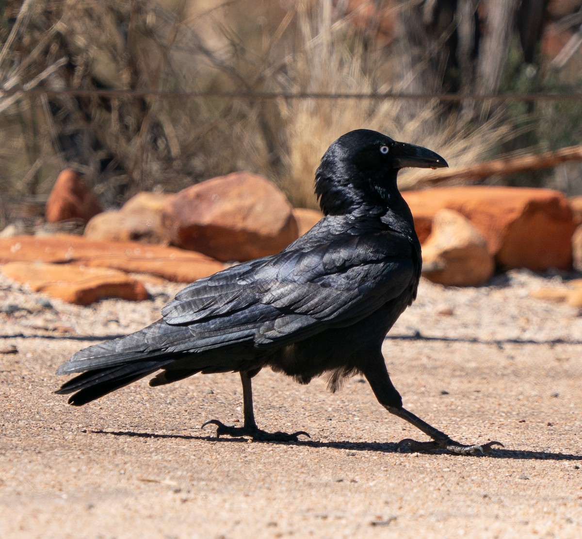 Torresian Crow - ML644046002