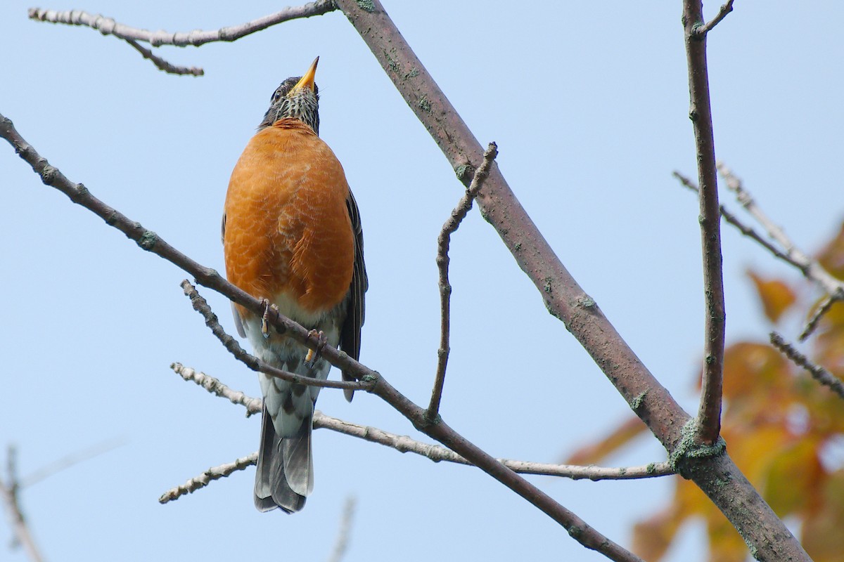 American Robin - ML644046012