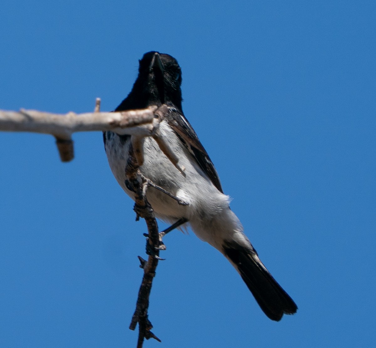Hooded Robin - ML644046022