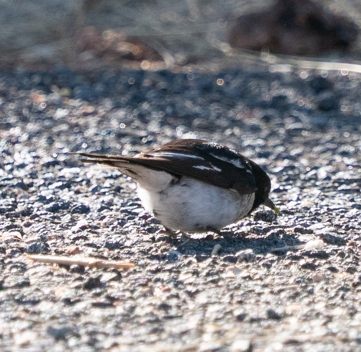 Hooded Robin - ML644046023