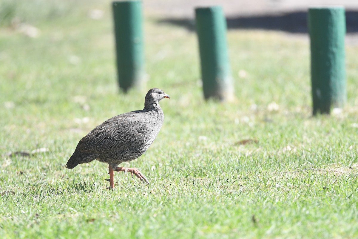 Cape Spurfowl - ML644046024