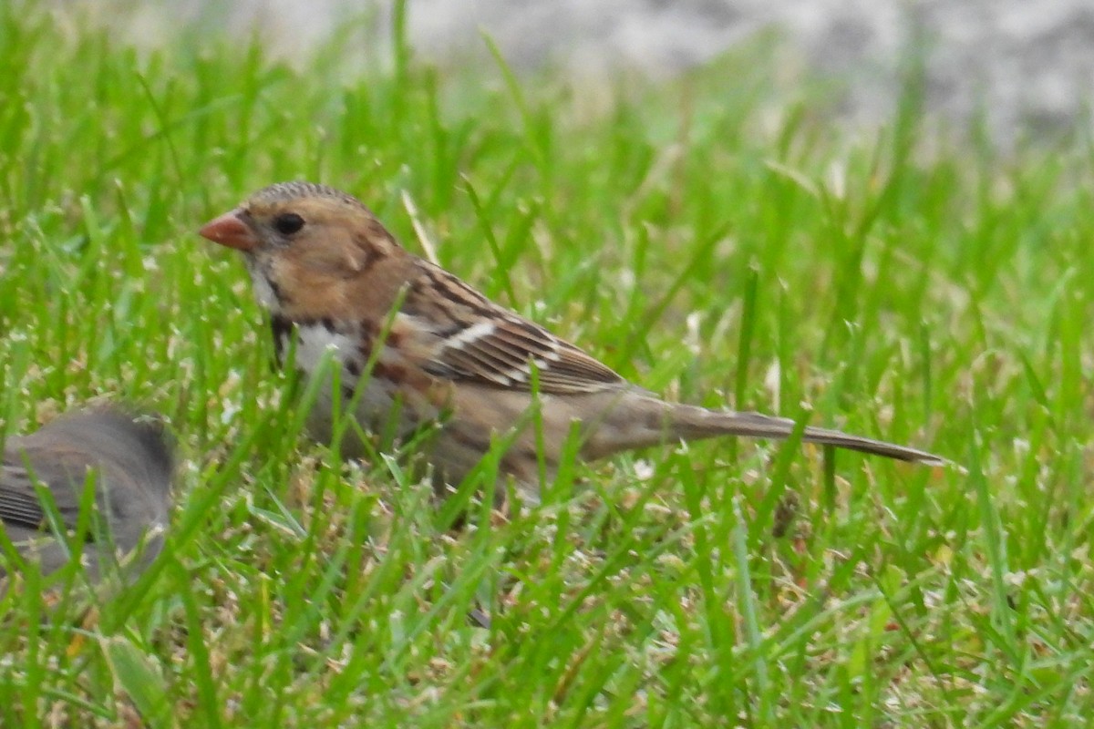 Harris's Sparrow - ML644046026