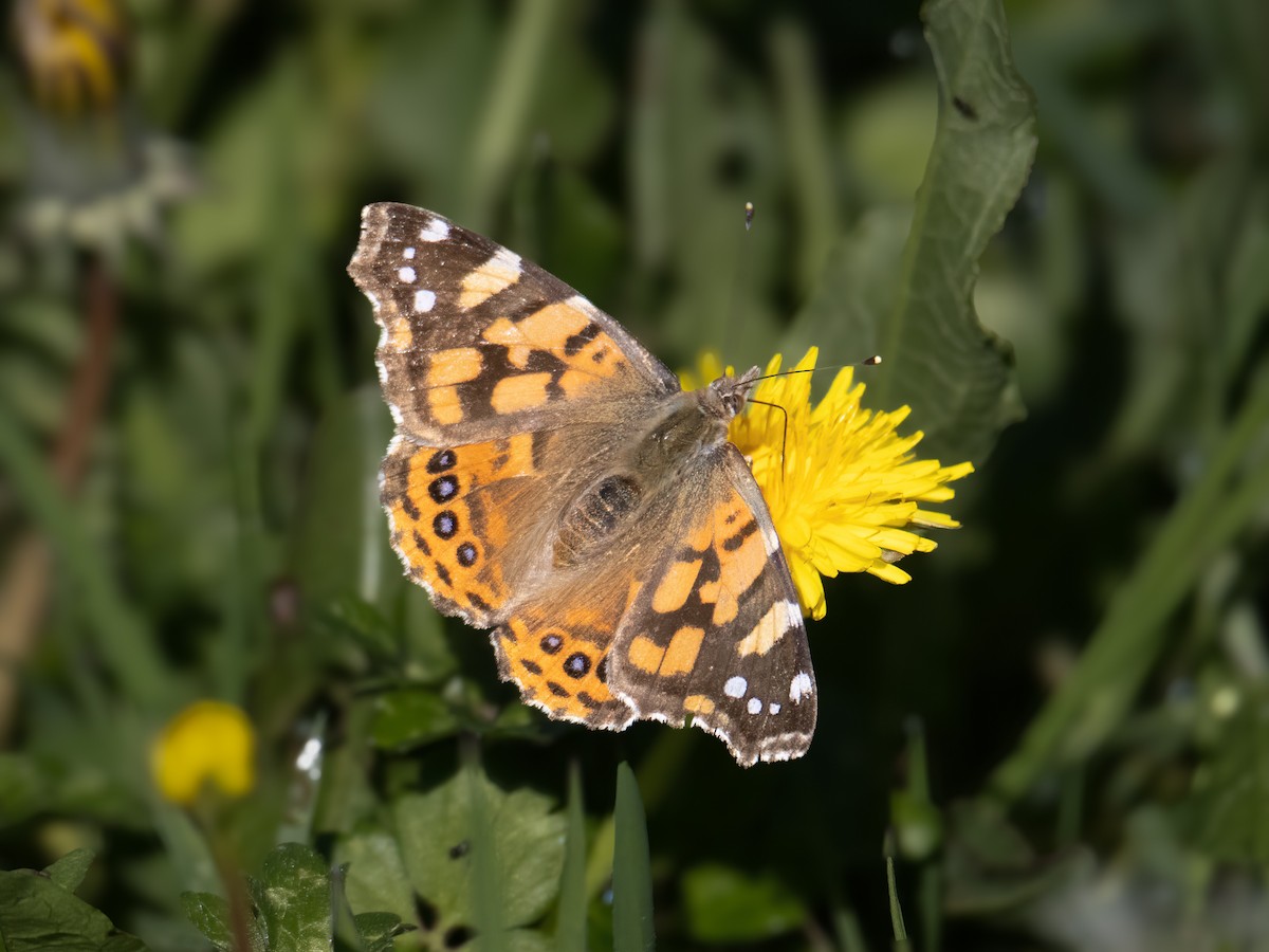 Insects - ML644046033