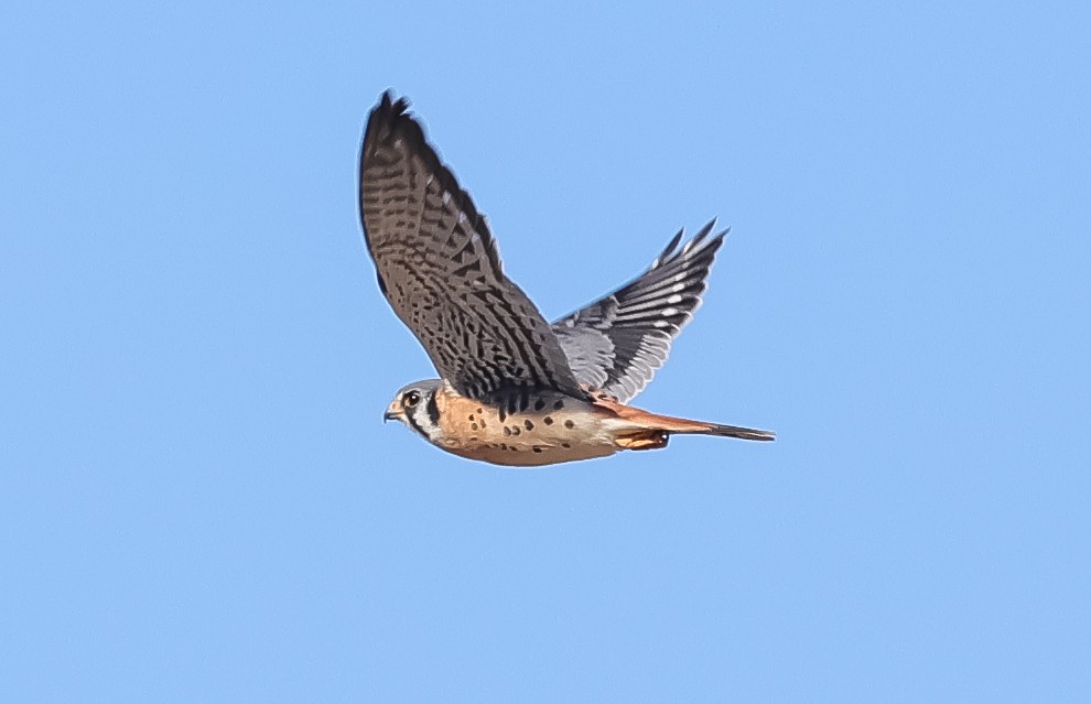 アメリカチョウゲンボウ - ML644046034