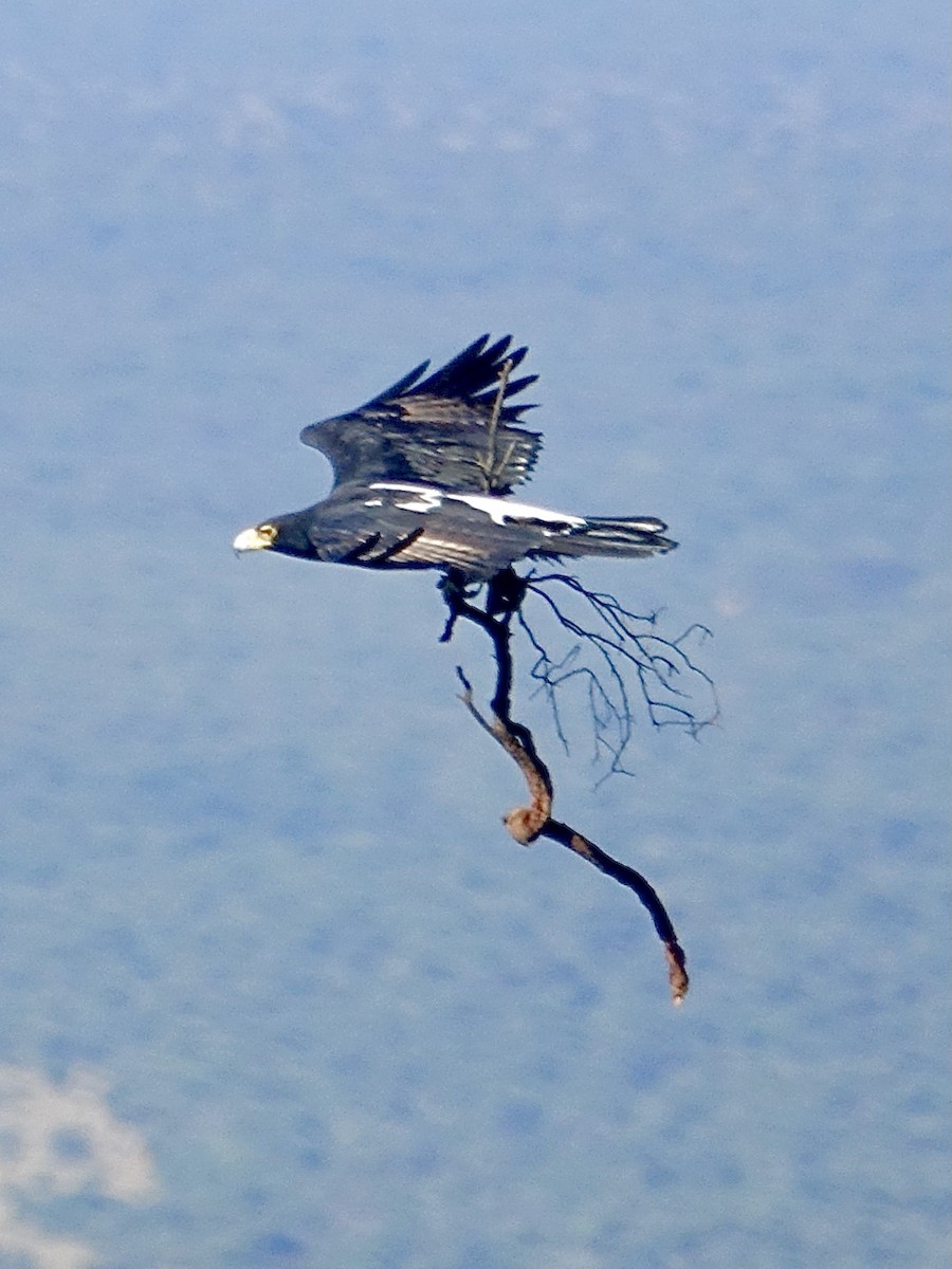 Verreaux's Eagle - ML644046053