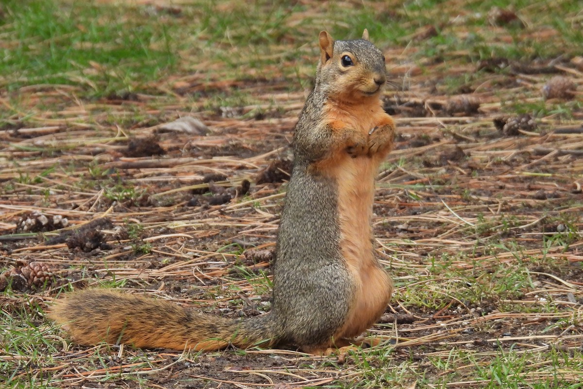 狐松鼠 - ML644046067