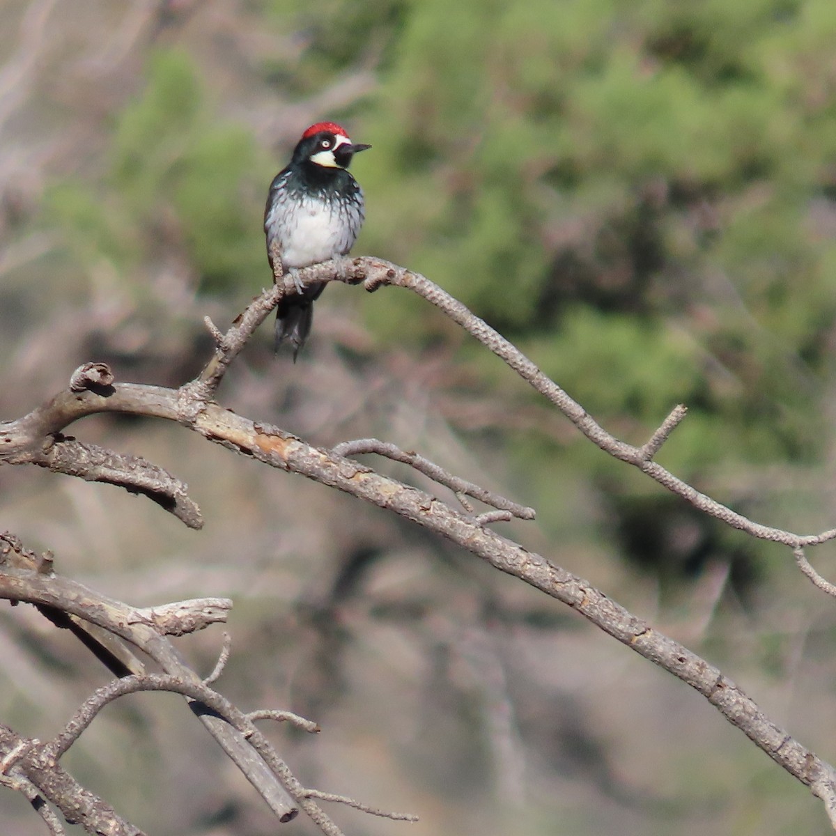 Acorn Woodpecker - ML644046070