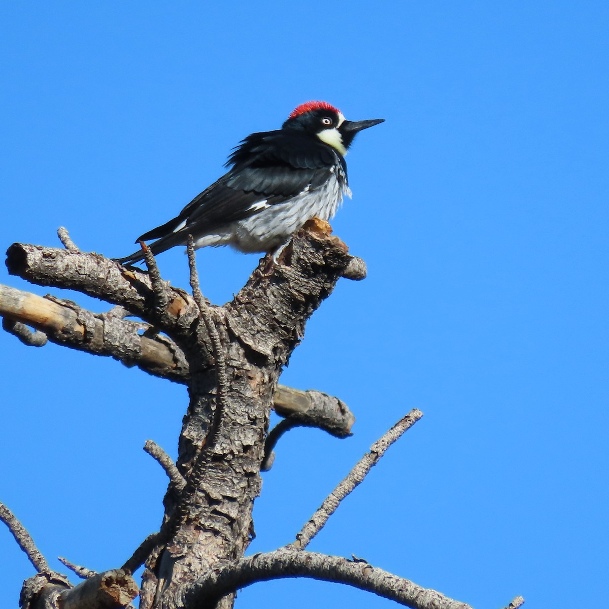 Acorn Woodpecker - ML644046071