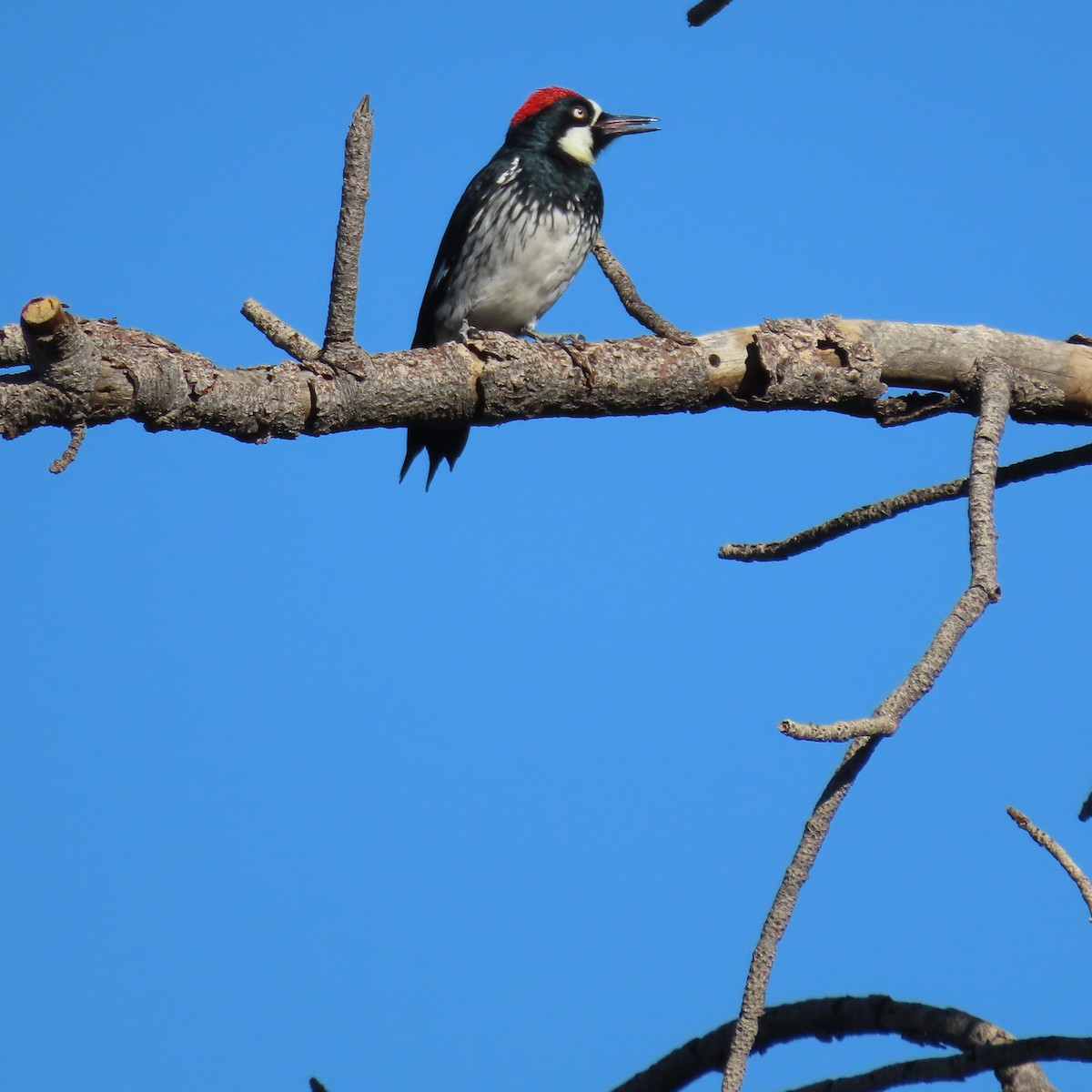 Acorn Woodpecker - ML644046072