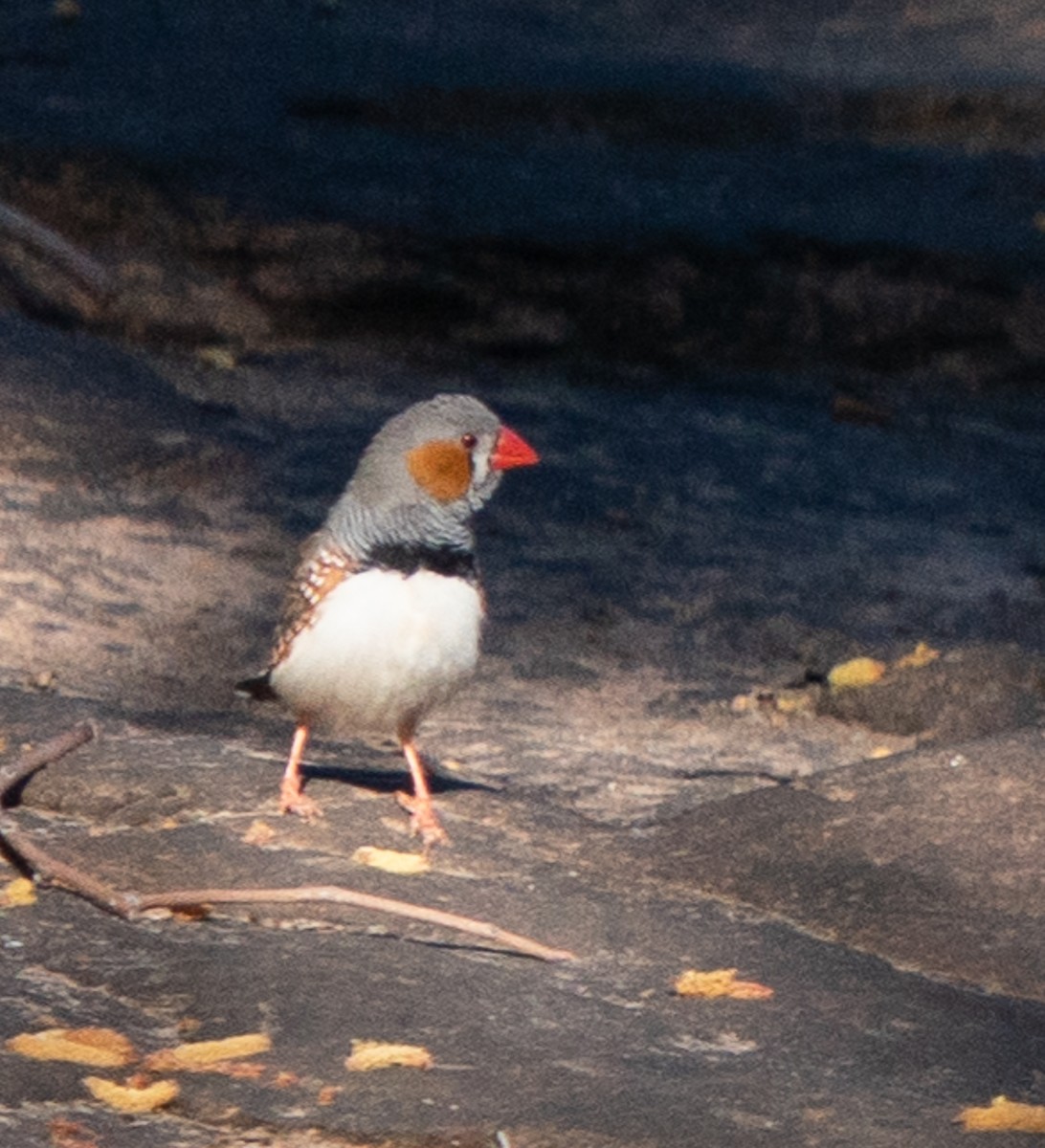 Діамантник зебровий - ML644046081