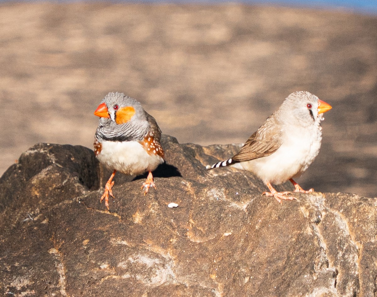 Діамантник зебровий - ML644046082