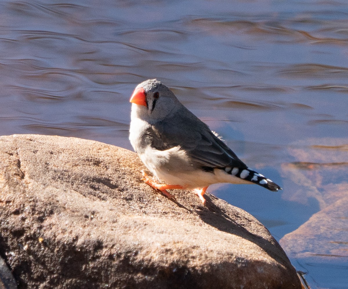 Діамантник зебровий - ML644046083