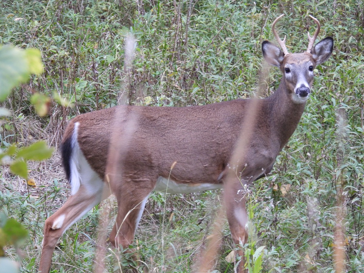 白尾鹿 - ML644046094