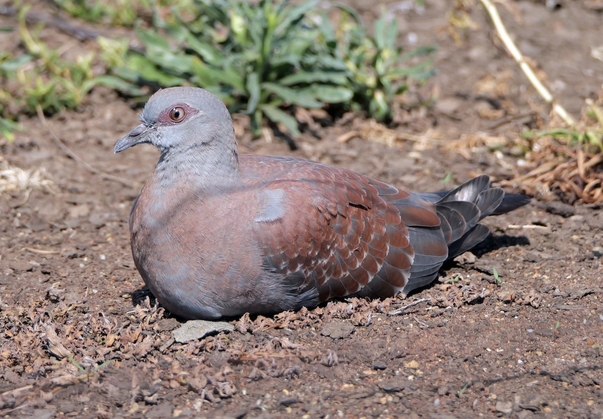 Speckled Pigeon - ML644046103