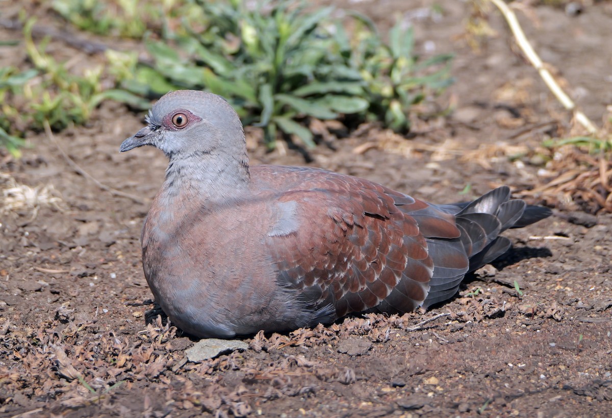 Speckled Pigeon - ML644046104