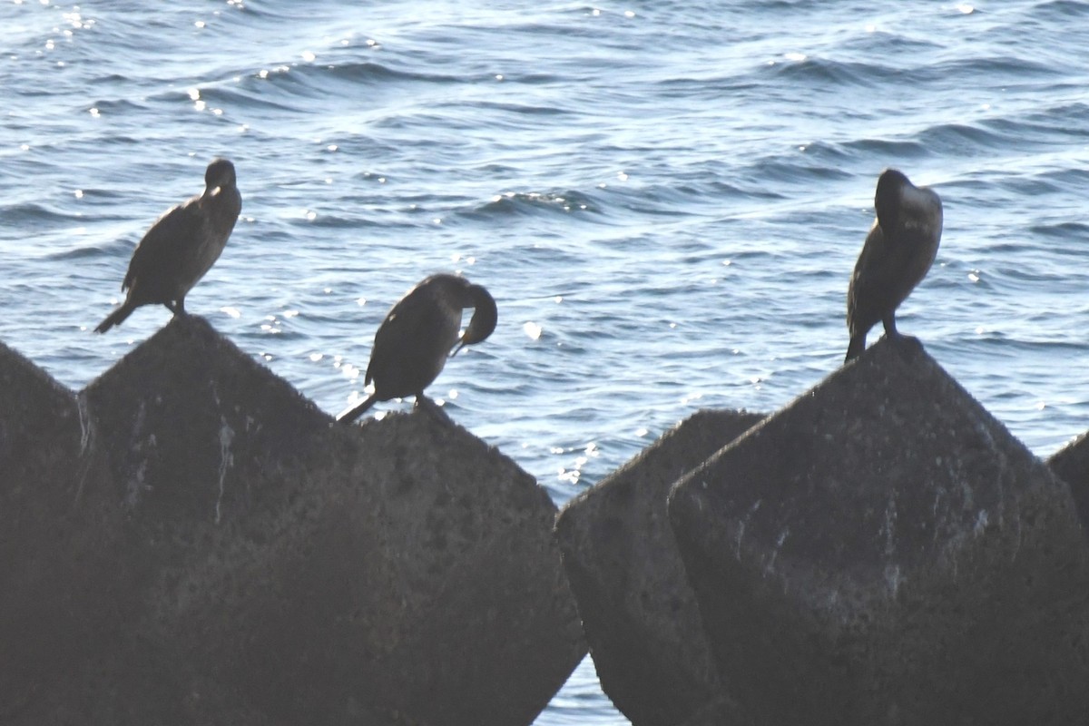 Japanese Cormorant - ML644046113