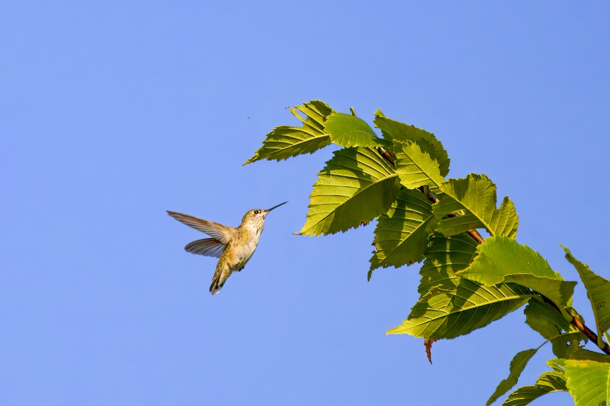 Calliope Hummingbird - ML644046176