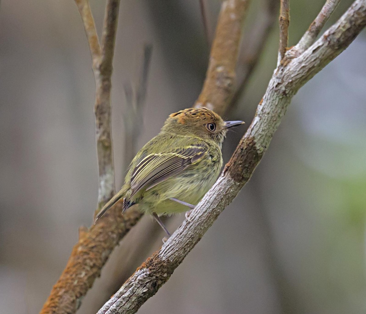Scale-crested Pygmy-Tyrant - ML644046177