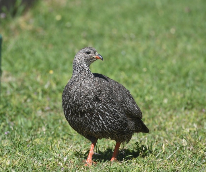 Cape Spurfowl - ML644046189