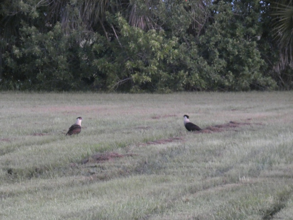 Crested Caracara (Northern) - ML644046223