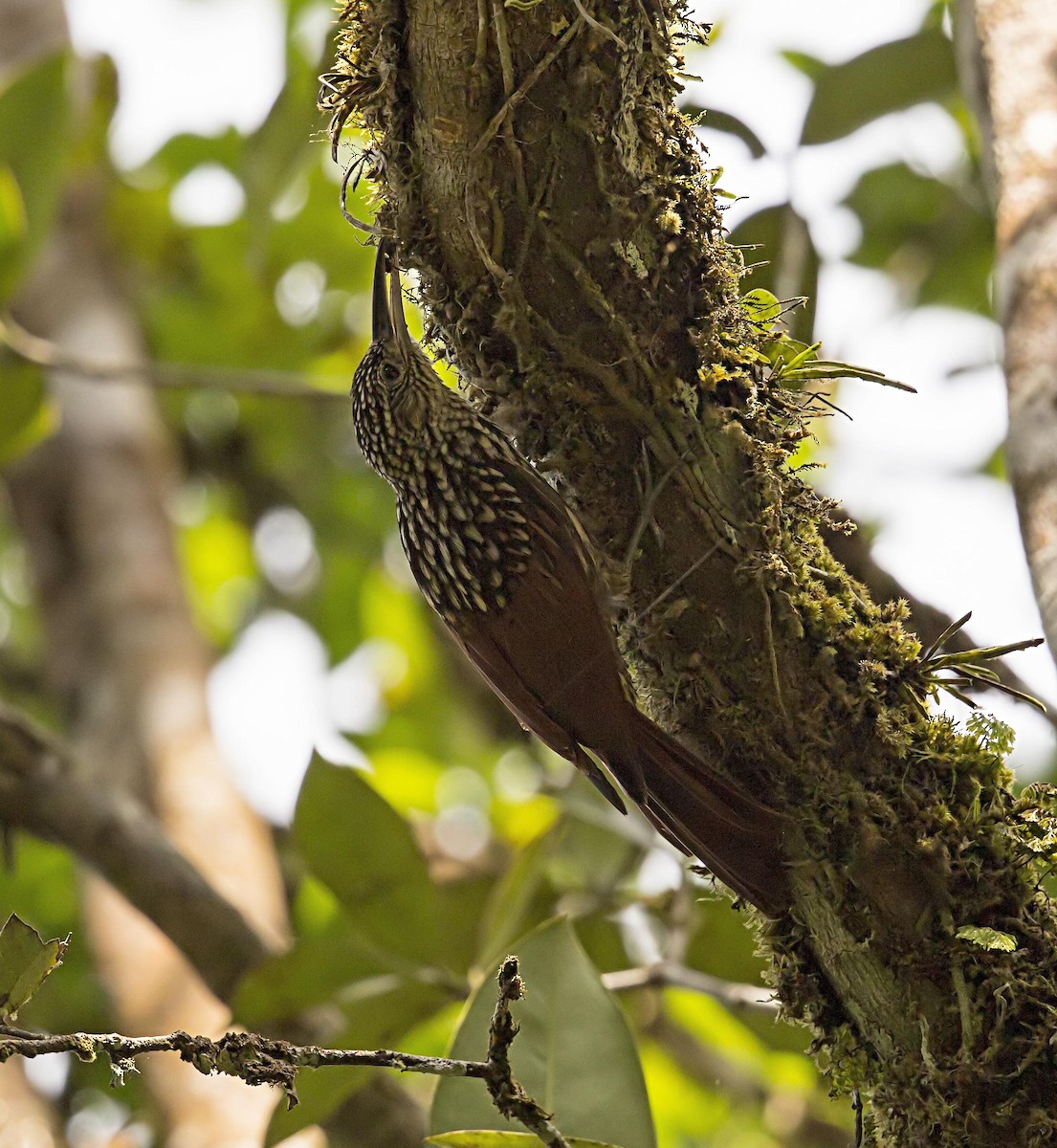Black-striped Woodcreeper - ML644046225