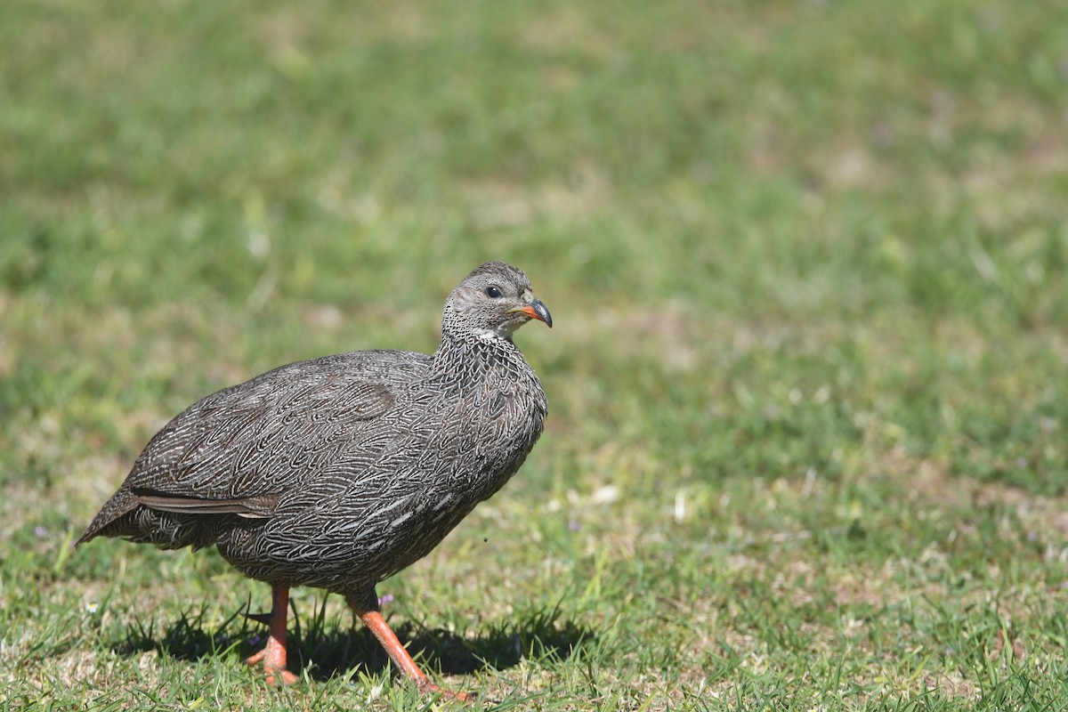 Cape Spurfowl - ML644046240