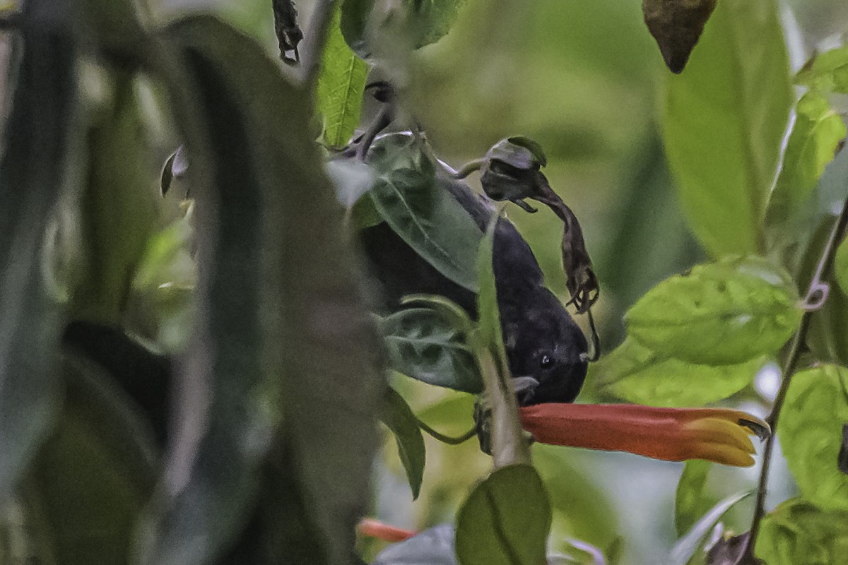 Gray-bellied Flowerpiercer - ML644046260