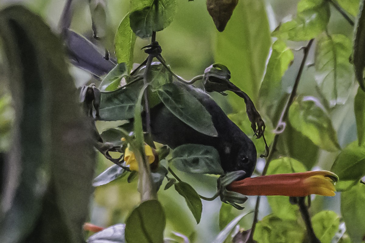Gray-bellied Flowerpiercer - ML644046262