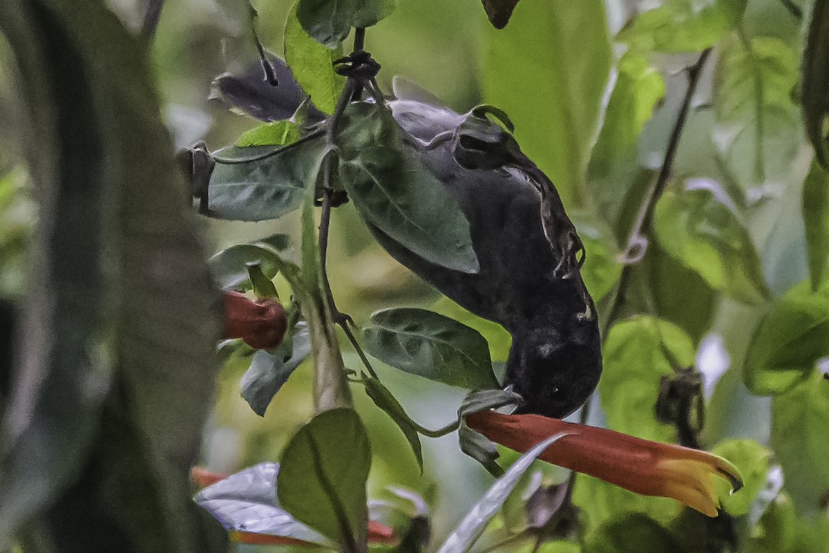 Gray-bellied Flowerpiercer - ML644046263