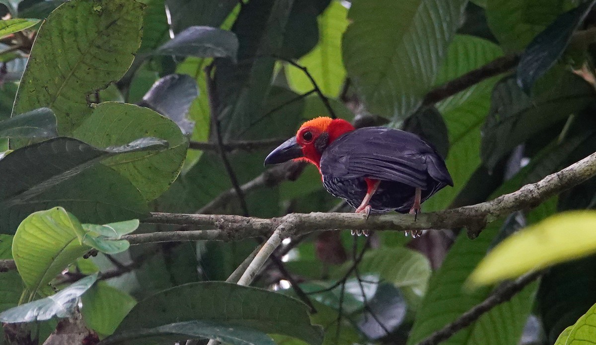 Bornean Bristlehead - ML644046270