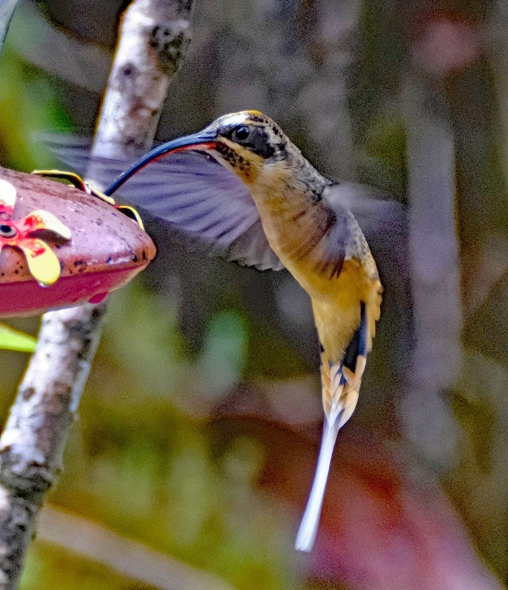 Tawny-bellied Hermit - ML644046290